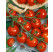 Rajčiny cherry Manolo® Red (Picolino F1), prirodzene rezistentné, štepená rastlina, K12