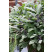 Salvia officinalis ´Purpurascens´ / Šalvia lekárska, K9