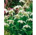 Galanthus niv. ´Flore Pleno´ / Plnokv. snežienky, bal. 7 ks, 5/+