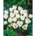Crocus ´Ard Schenk´ / Botanický šafran, bal. 15 ks, 5/+