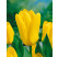 Tulipa ´Candela´ / Tulipán, bal. 7 ks, 11/12