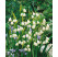 Leucojum aestivum / Bleduľa letná, bal. 10 ks, 8/9