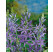 Camassia leichtlinii ´Caerulea´ / Kamasia modrá, bal. 2 ks, 14/+