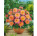 Dahlia ´Pablo´ / Georgína, I.