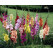 Gladiolus mix / Zmes mečíkov, bal. 10 ks, 12/14