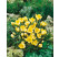 Crocus ´Romance´ / Botanický šafran, bal. 20 ks, 5/+