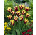 Tulipa ´Gavota´ / Tulipán, bal. 7 ks, 11/12