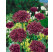 Allium ´Atropurpureum´ / Okrasný cesnak tmavopurpurový, bal. 5 ks, 10/+
