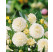 Dahlia ´White Aster´ / Georgína, I.