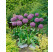 Allium Globemaster / Obrovský cesnak, bal. 1 ks, 18/20