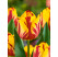 Tulipa ´Helmar´ / Tulipán, bal. 7 ks, 11/12
