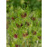 Allium vineale ´Hair´ / Okrasný cesnak, bal. 10 ks, 5/+