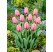 Tulipa ´Salmon Impression´ / Tulipán, bal. 7 ks, 11/12