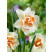 Narcis ´Replete´, bal. 5 ks, 12/14