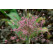 Allium ´Schubertii´ / Okrasný cesnak, bal. 3 ks, 10/12