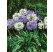 Agapanthus ´Blue-White´ / Agapant africký (Kalokvet) modrý a biely, bal. 3 ks, 1/2