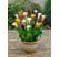 Zantedeschia Mix 3 / Kolekcia 3 kornútoviek, bal. 3 ks, 14/+