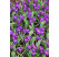 Crocus ´Flower Record´ / Veľkokvetý šafran, bal. 10 ks, 8/9