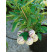 Solanum muricatum BIO / Pepino Gold, K12