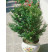 Myrtus communis / Myrta, bal. 10 sem.