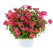 Portulaca x umbraticola Pazzaz Nano™ Fuchsia Imp / Portulaka, bal. 3 ks, 3x K7