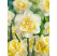 Narcis ´Westward´ / Narcis, bal. 5 ks, 12/14