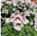 Nemesia Lyric® Light Pink Eye / Nemesia, K7