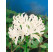 Nerine bowdenii ´Breeders MIX´ / Nerina zmes, bal. 5 ks, 12/14