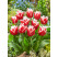 Tulipa ´New Santa´ / Tulipán, bal. 7 ks, 11/12