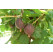 Ribes grossularia ´Niesluchowski´ / Egreš červený rezistentný, štep. krík, 40-60 cm, K12
