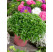 Ocimum basilicum ´Copa®Petite Green´ / Bazalka, 15-20 cm, K7