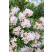 Nerium oleander ´ALSACE´ / Oleander svetloružový, 30-40 cm, C2
