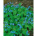 Omphalodes verna / Pupočník plazivý, K9