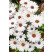 Osteospermum ´Zanzibar White´  / Osteospermum biele, bal. 3 ks, 3x K7
