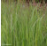 Panicum virgatum 'Northwind' / Proso prútnaté, K9