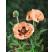 Papaver orientale ´Victoria Luise´ / Mak východný, K9
