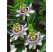 Passiflora coerulea / Mučenka belasá, mladá rastl., K9