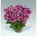Pelargonium crispum Angelseyes ´Burgundy Red´ / Muškát anglický fialový, K7