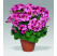 Pelargonium grandiflorum ´Aristo Apricot´ / Muškát veľkokvetý ružový, bal. 6 ks, 6xK7