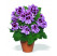 Pelargonium grandiflorum ´Aristo Lavender´ / Muškát veľkokvetý fialový, K7