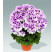 Pelargonium grandiflorum PAC® ´Aristo Petticoat´ / Muškát veľkokvetý, bal. 3 ks, 3xK7