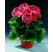 Pelargonium grandiflorum ´Mandarin´ / Muškát veľkokvetý červený , K7
