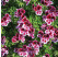 Pelargonium duft ´pac®Angels Perfume´ / Muškát voňavý, K7