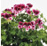 Pelargonium duft ´pac®Angels Perfume´ / Muškát voňavý, K7