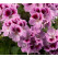 Pelargonium grandiflorum ´pac®Aristo® Orchid´ / Muškát veľkokvetý, K7