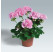 Pelargonium zonale ´pac®Emilia´ / Muškát krúžkovaný, bal. 6 ks, 6xK7