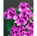 Pelargonium grandiflorum ´Clarion® ´Violet´ / Muškát, bal. 3 ks, 3x K7