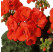 Pelargonium zonale ´pac®Morning Sun´ / Muškát krúžkovaný, bal. 3 ks, 3x K7
