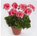 Pelargonium peltatum x zonale ´pac® TWOinONE® ´Peach´  / Muškát vzpriamený, bal. 3 ks, 3x K7