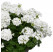 Pelargonium peltatum x zonale ´pac®TWOinONE® White / Muškát vzpriamený, K7